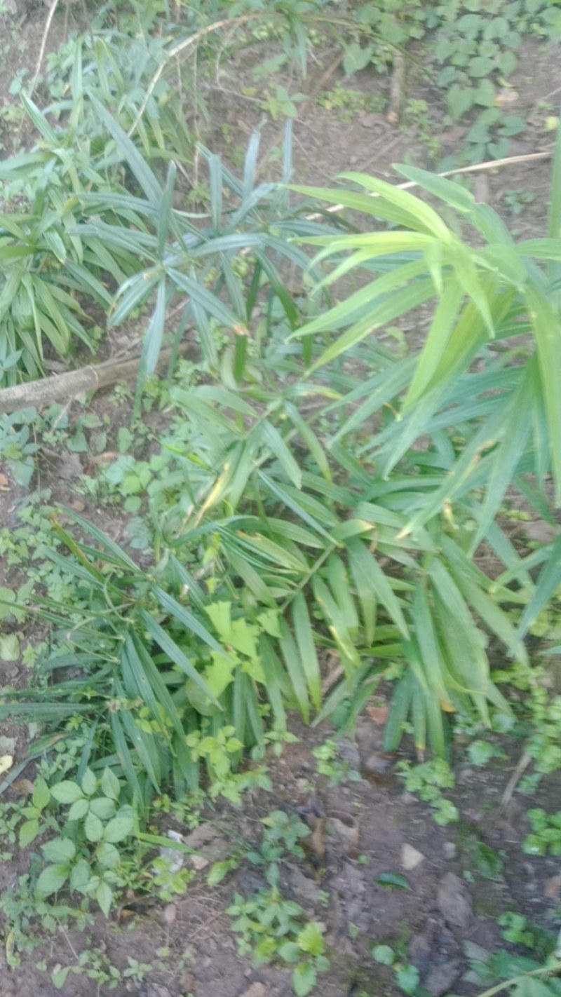 黄精苗，老虎姜苗黄精种苗基地大量有货技术指导成活率高