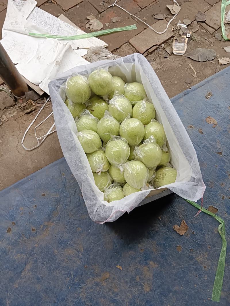 河北泊头鸭梨果型端正，质优价廉货源充足可视频看货