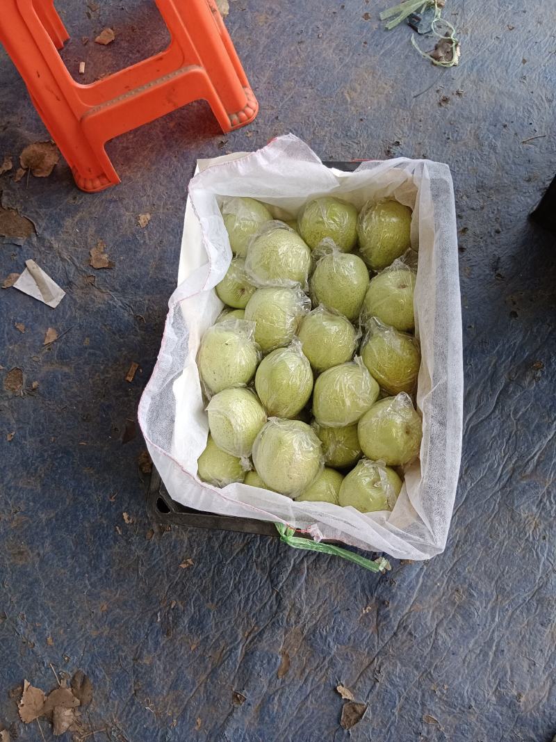 河北泊头鸭梨果型端正，质优价廉货源充足可视频看货