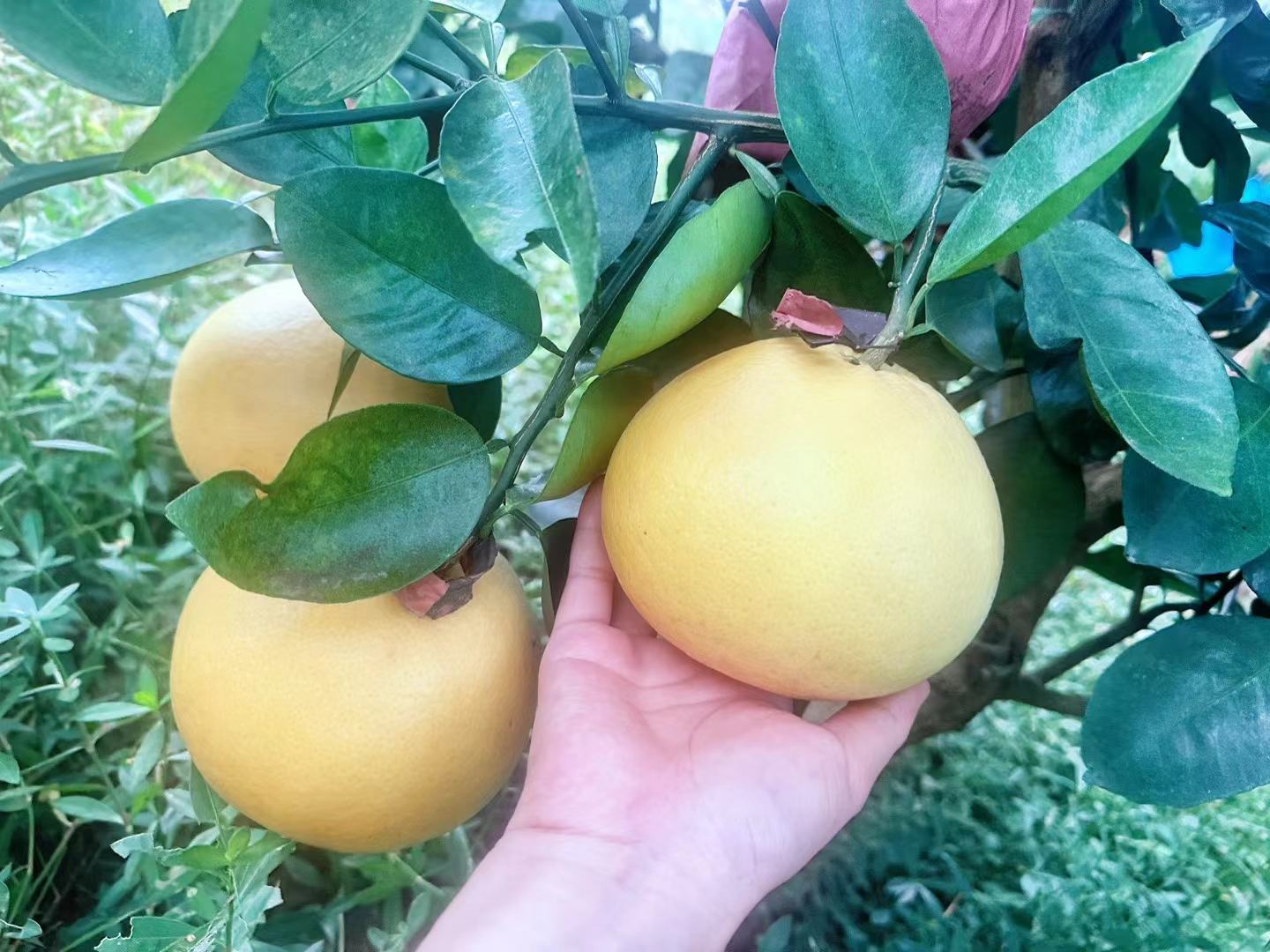 展示黄金葡萄柚果肉的金黄色泽和多汁质地 黄金葡萄柚果肉特写