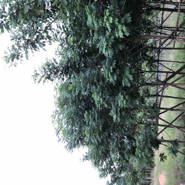 黄槐