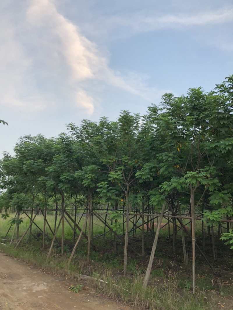 黄槐