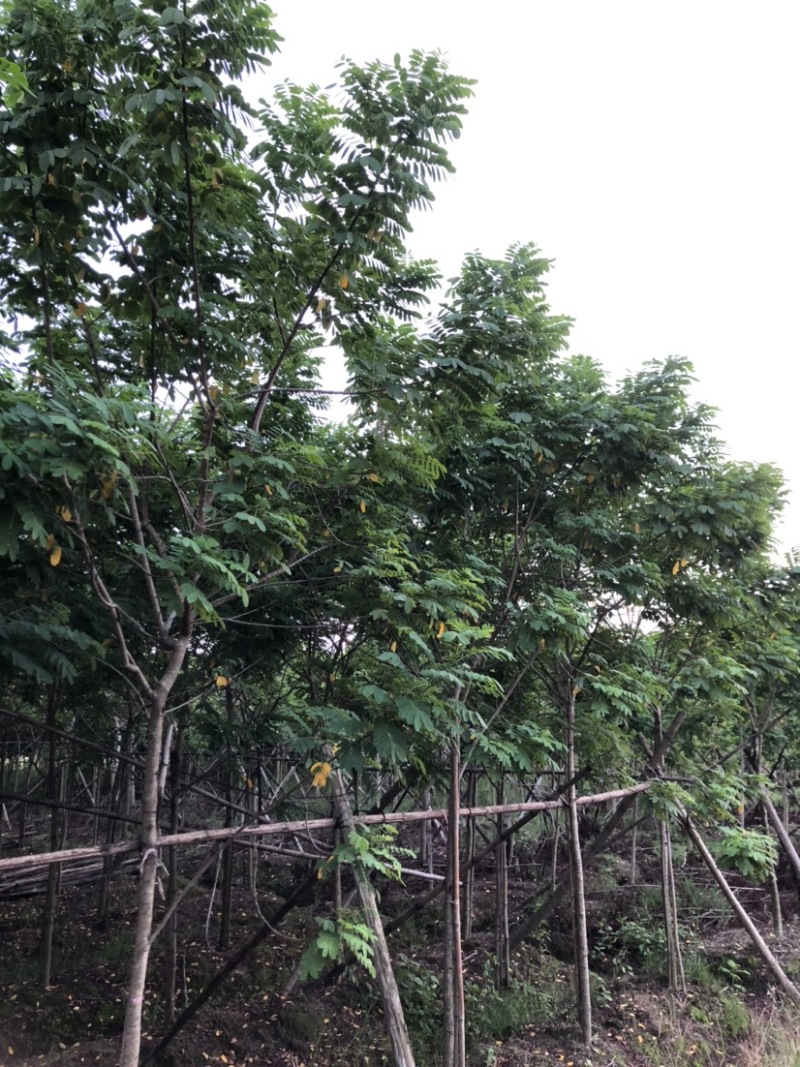 黄槐