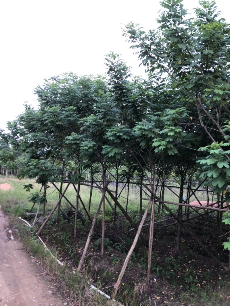 黄槐