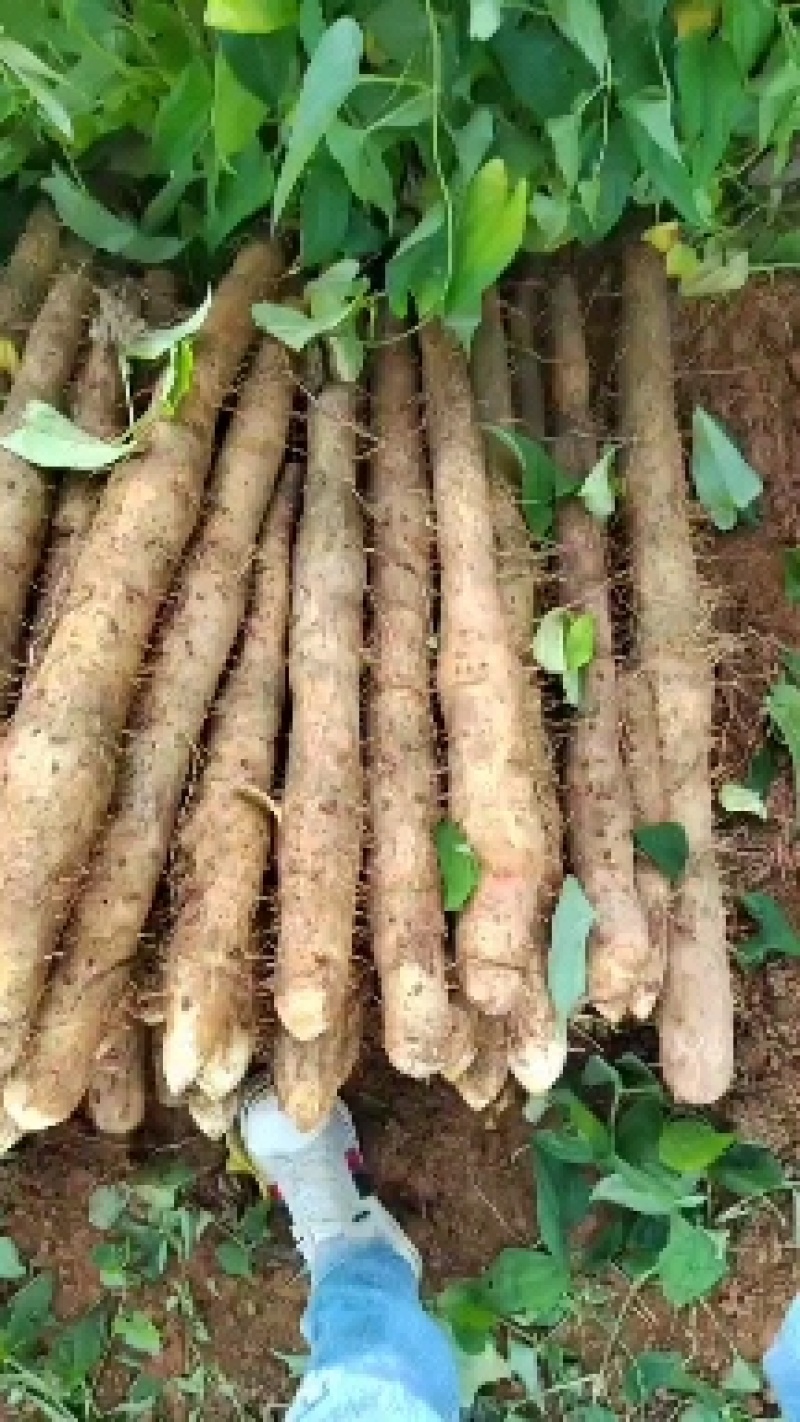 黑鬼山药，粉糯香，产地一手货源，价格实惠