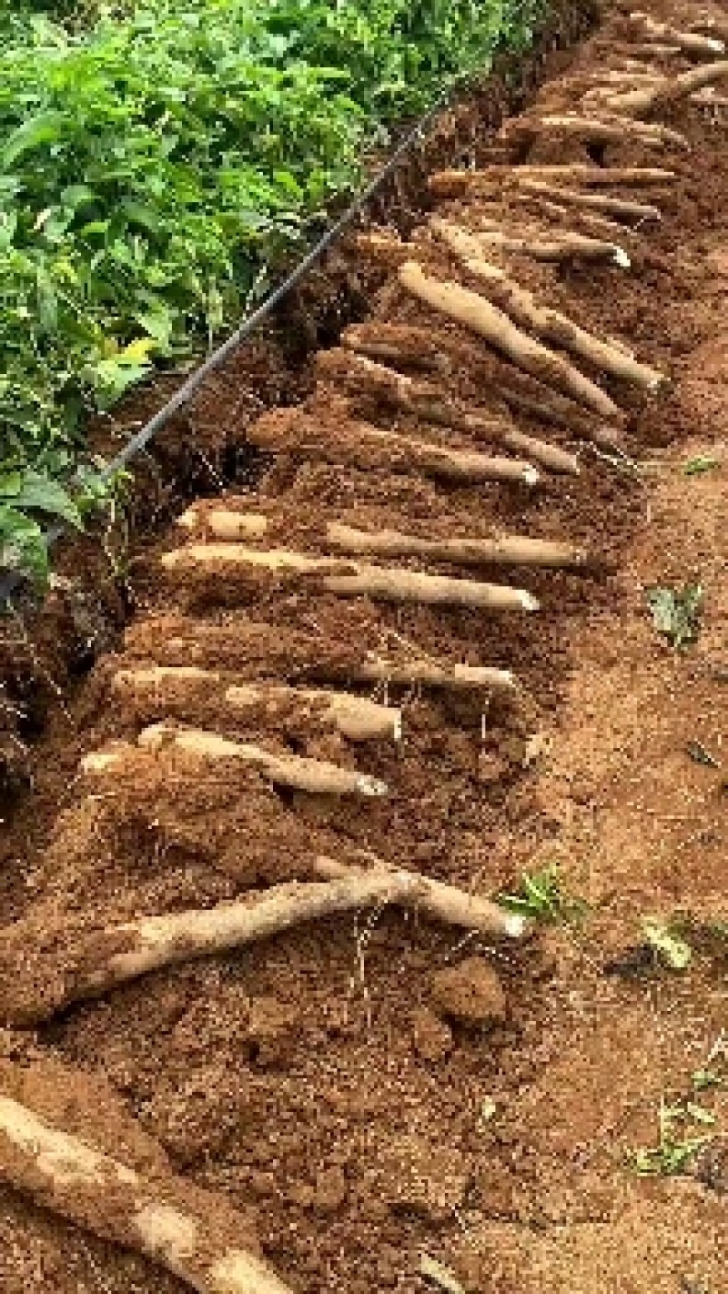 黑鬼山药，粉糯香，产地一手货源，价格实惠