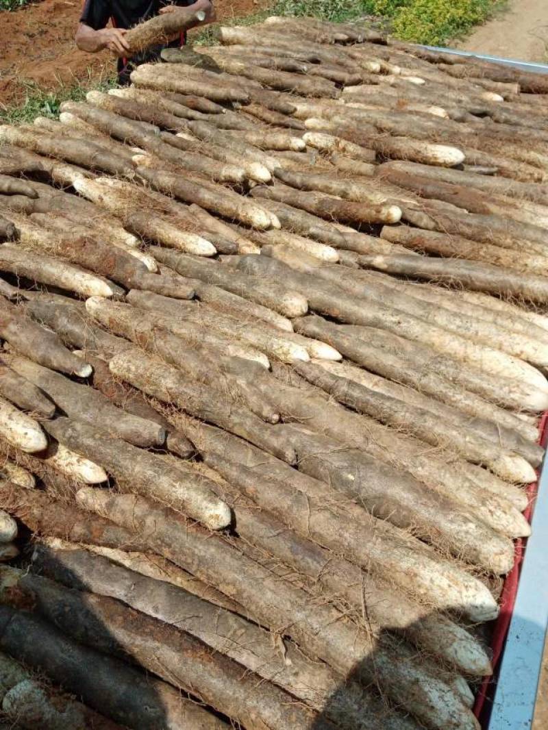 黑鬼山药，粉糯香，产地一手货源，价格实惠