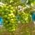 山东阳光玫瑰葡萄，质优价廉，颗粒大，穗型好，欢迎来电咨询