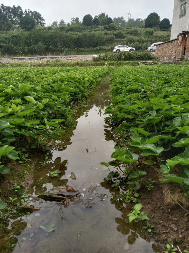 品种:优质妙香七号草莓苗