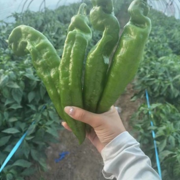 万亩薄皮泡椒，大小苏椒，青黑条，大小皱皮，螺丝，55号，