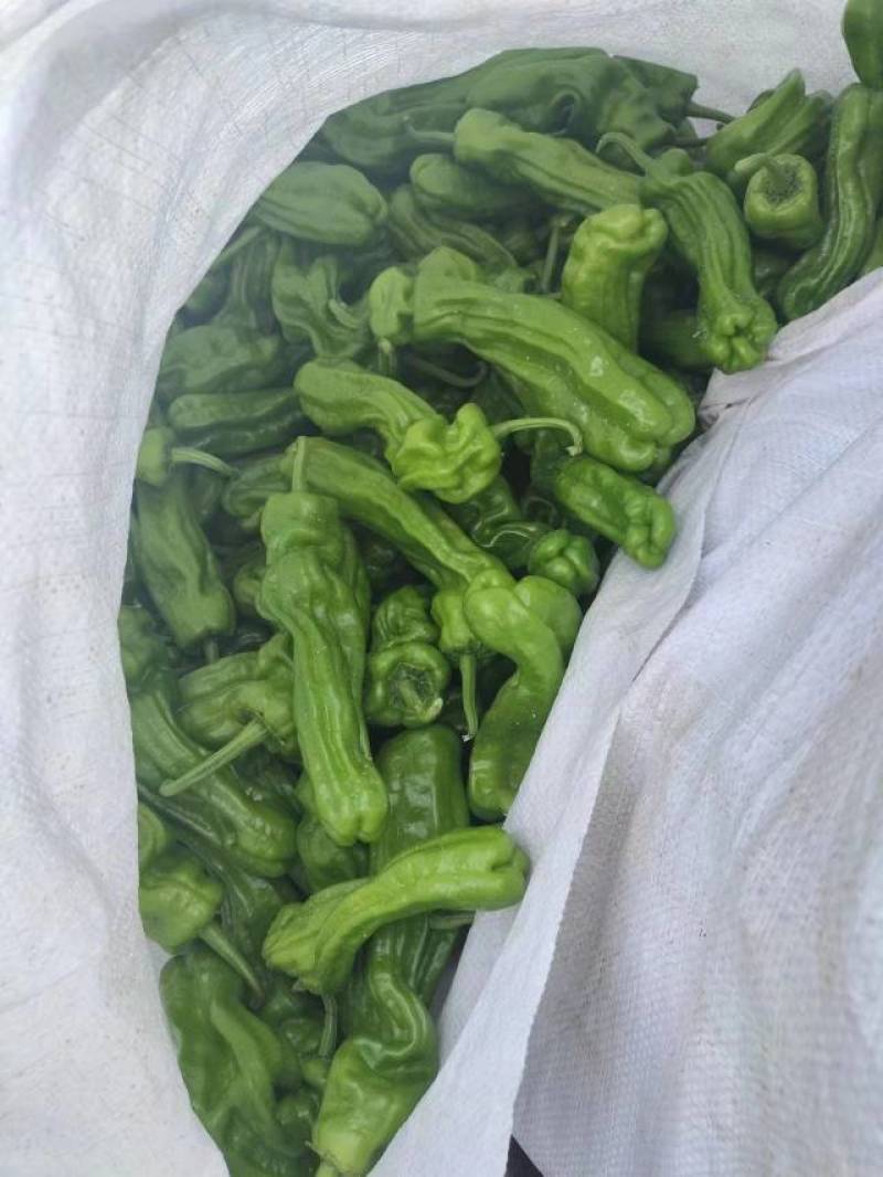 万亩薄皮泡椒，大小苏椒，青黑条，大小皱皮，螺丝，55号，
