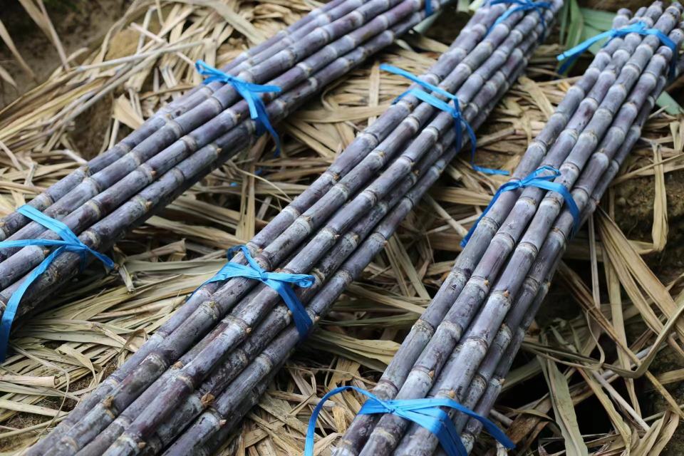 黑皮甘蔗与青皮甘蔗市场销售场景