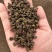 吴茱萸