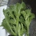 【优选】精品冰草水晶冰草冰菜山东发全国致电详谈视频看货