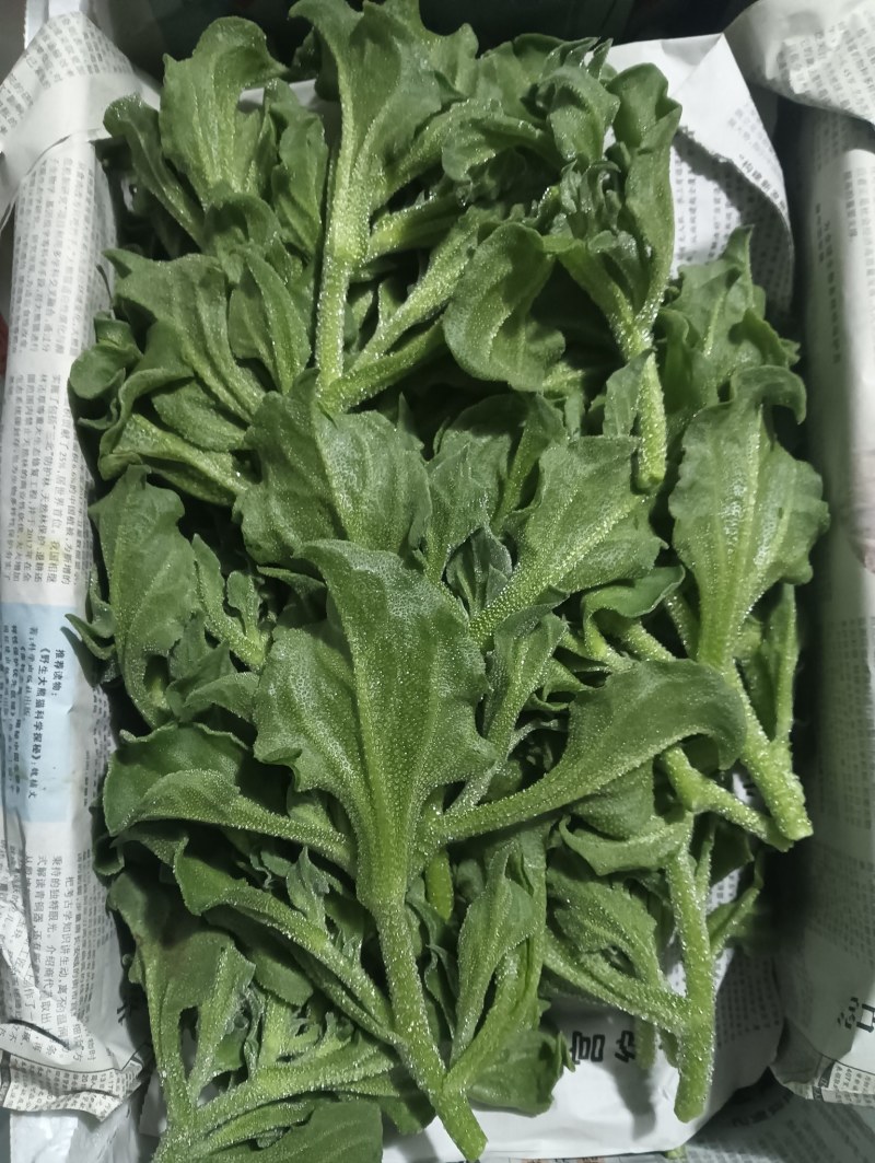 【优选】精品冰草水晶冰草冰菜山东发全国致电详谈视频看货