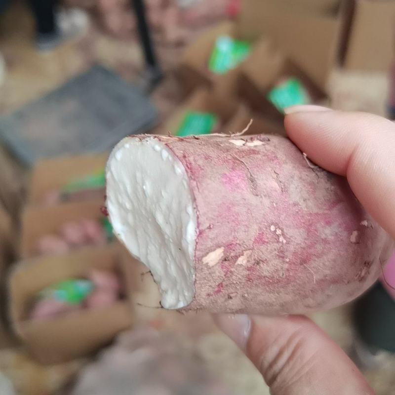 现挖新鲜白心粉糯红薯