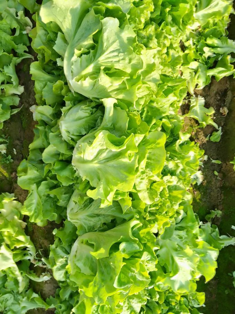 大棚叶菜基地