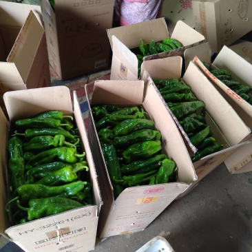 河南商丘夏邑产地301辣椒大量有货保质保量