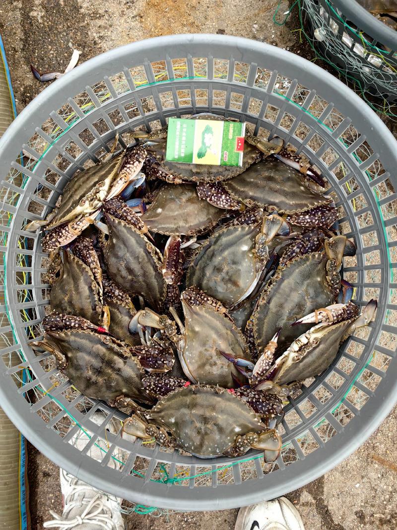 梭子蟹螃蟹疣状梭子蟹鲜活发货保质保量坏蟹包赔欢迎订购