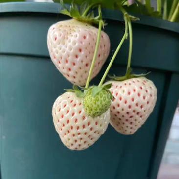 白草莓苗，红草莓苗，各种草莓苗品种