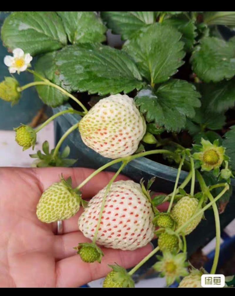 白草莓苗，红草莓苗，各种草莓苗品种