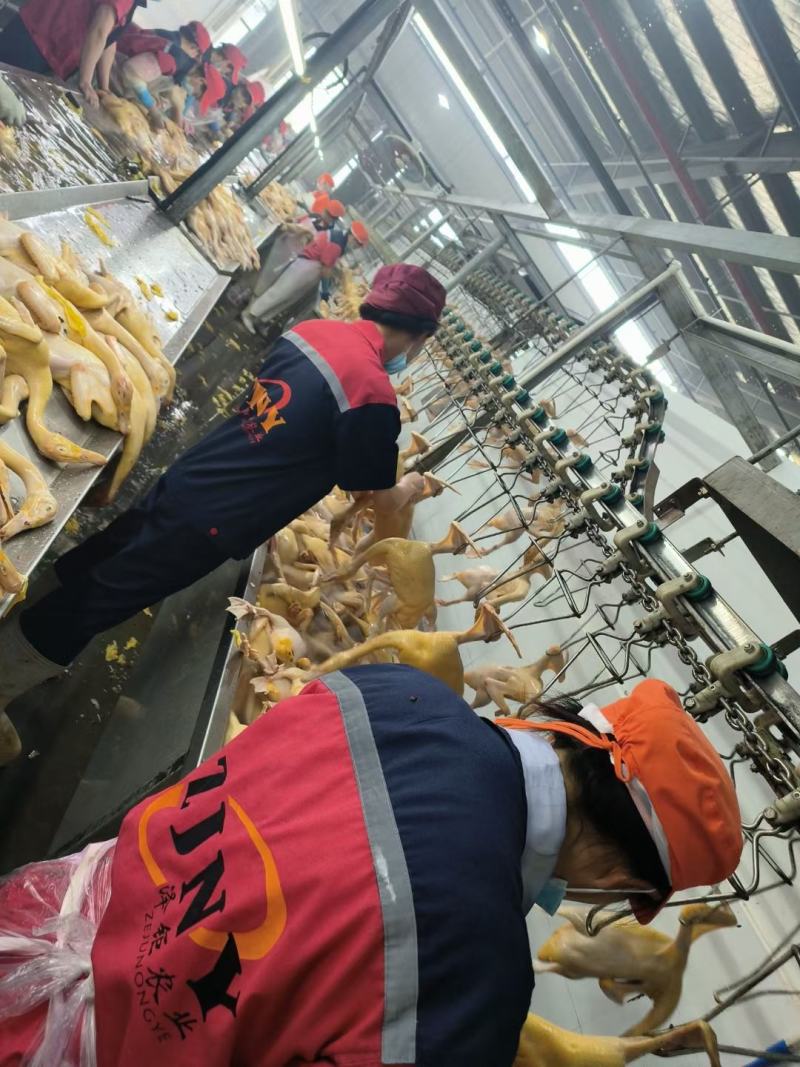 番鸭大小规格都有，现货，工厂直发