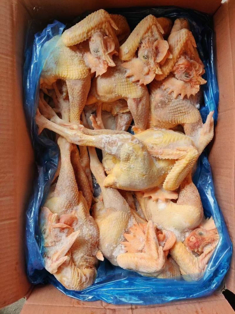 大冠公鸡大小规格都有货新货现货，工厂直发