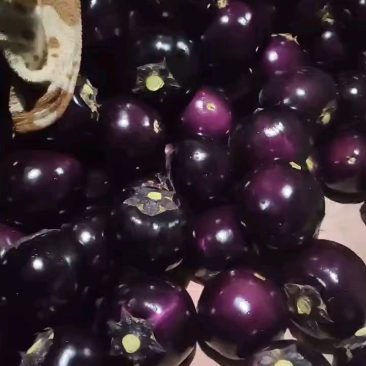 圆茄