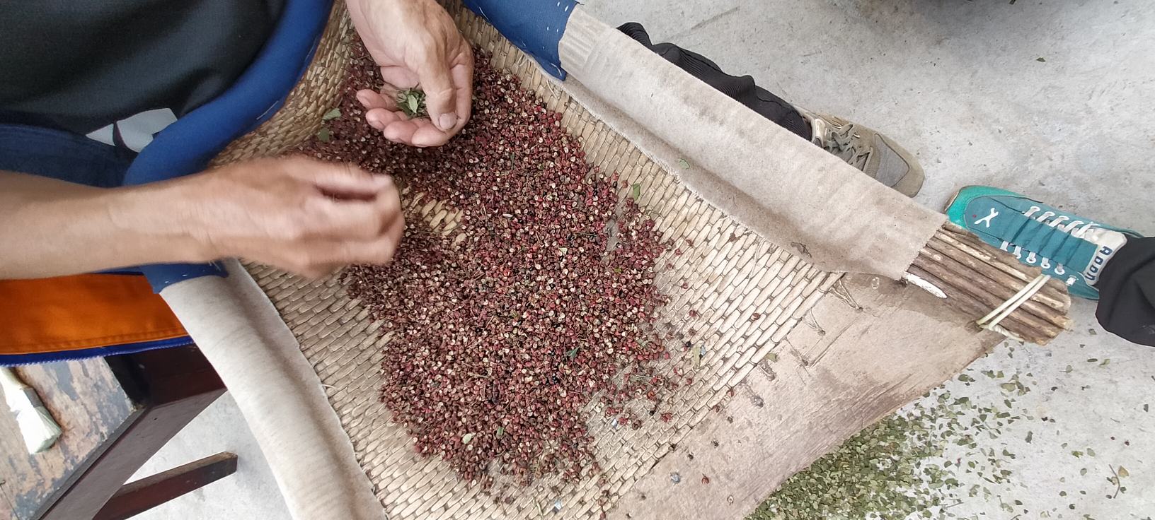 白胡椒加工过程