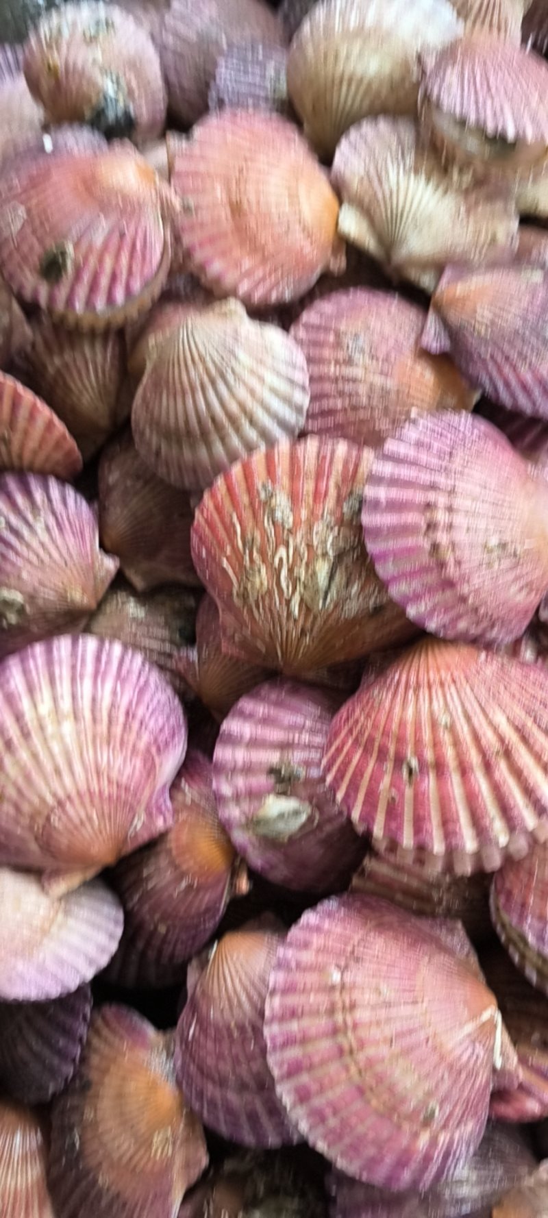 小红贝