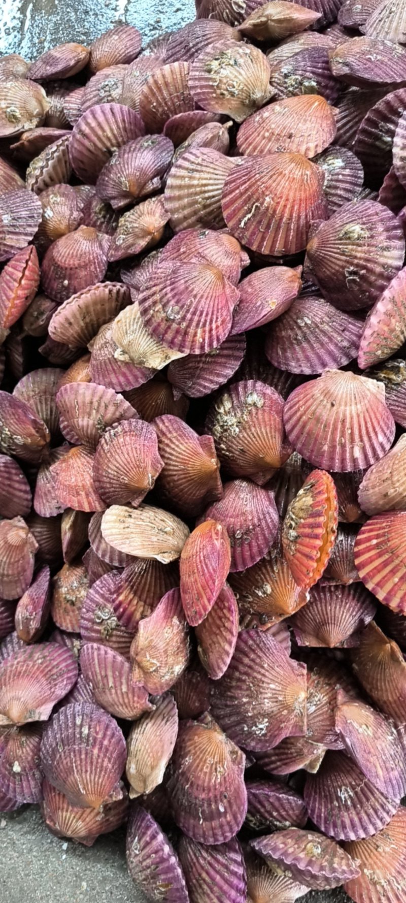 小红贝