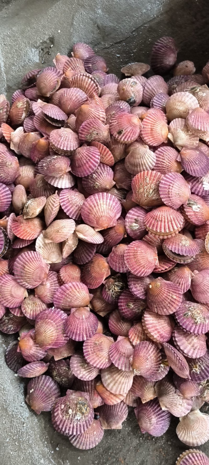 小红贝