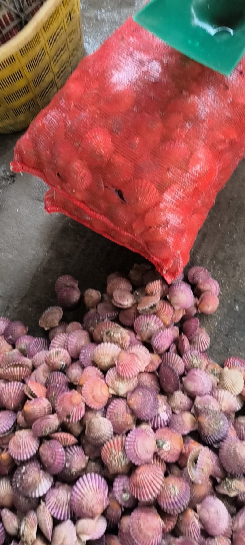 小红贝
