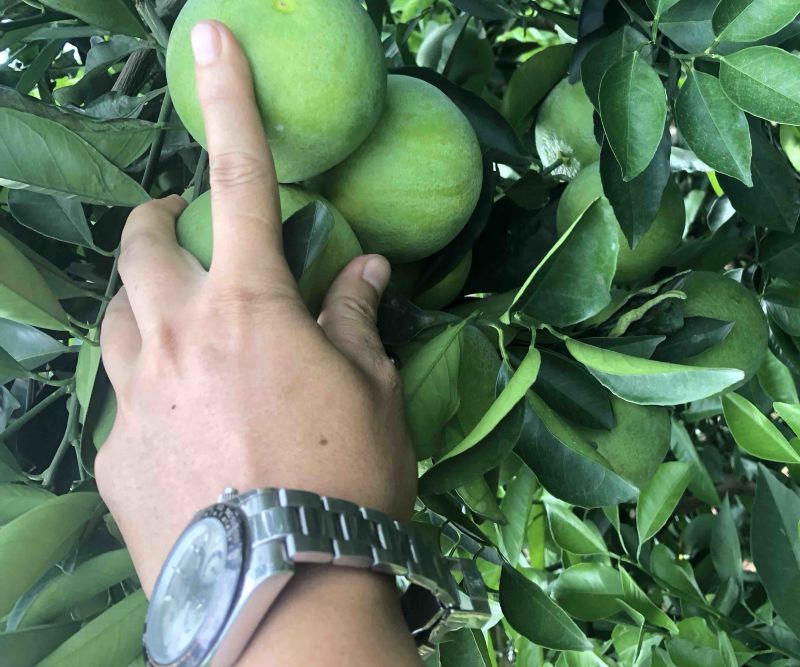 云南特色水果