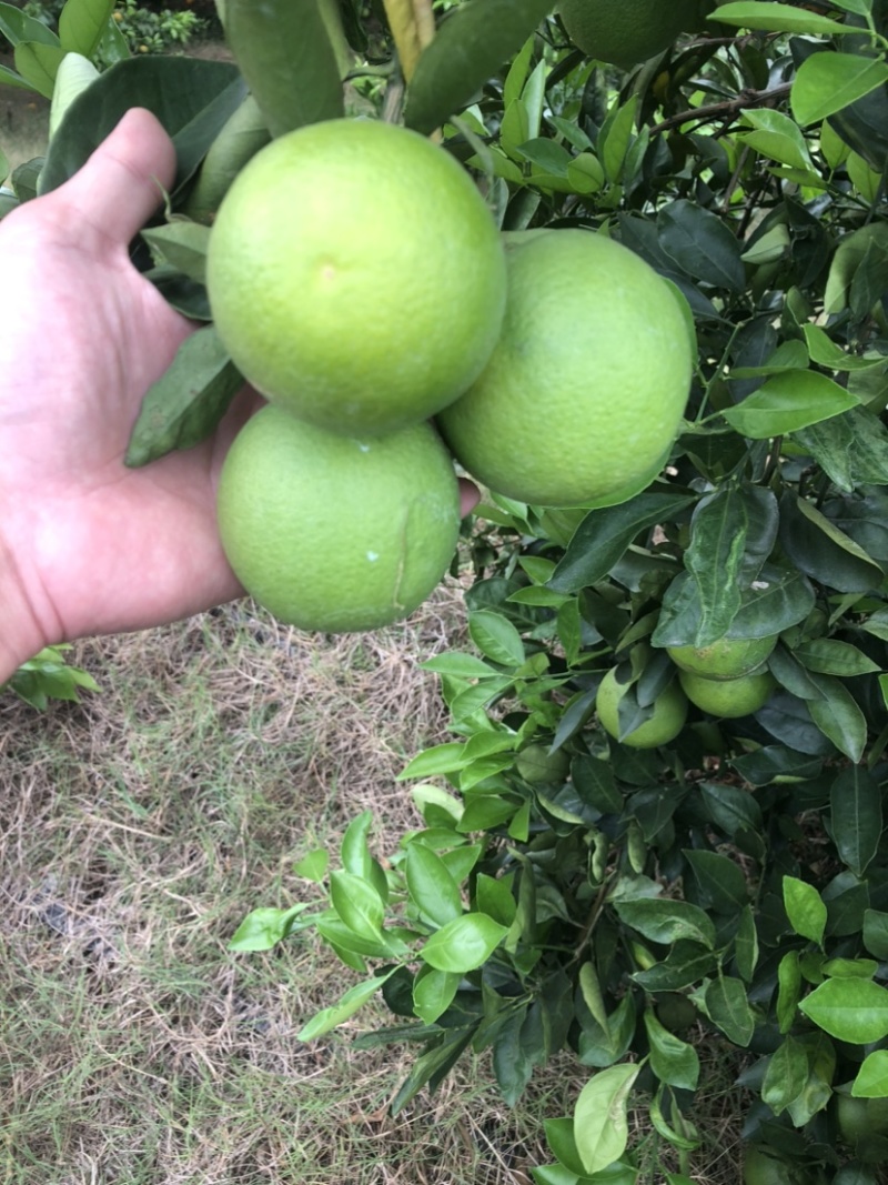 云南特色水果