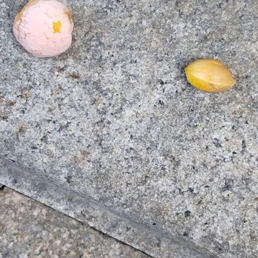 银杏果（白果）