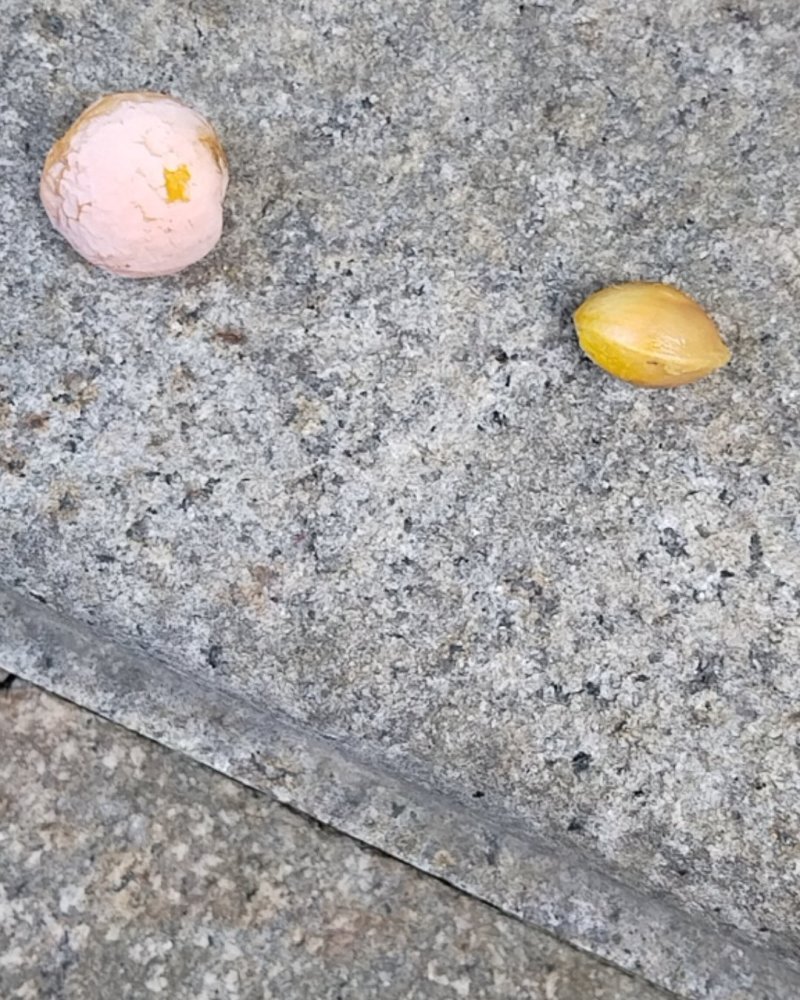 银杏果（白果）