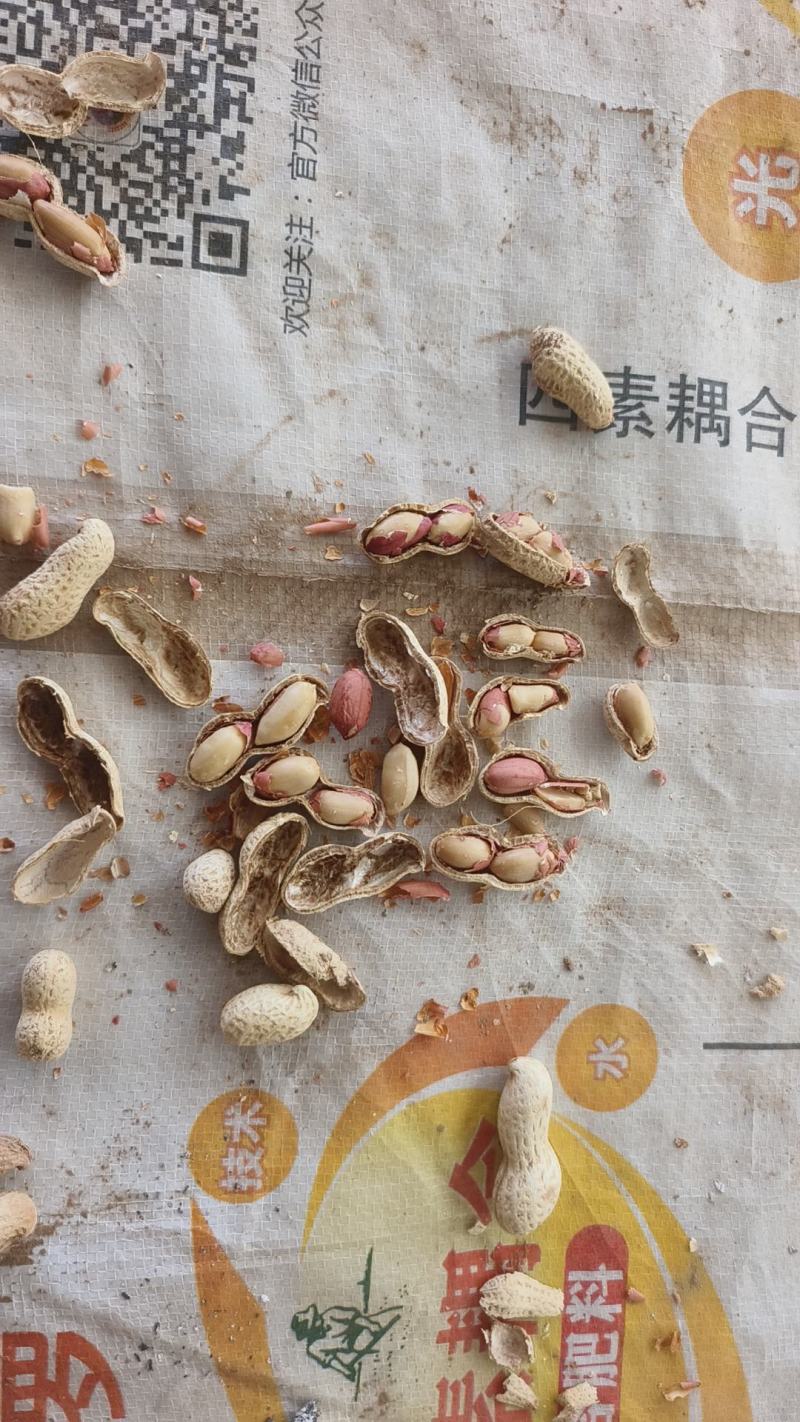 海花原味花生/带壳熟花生/2025新花生大量上市/