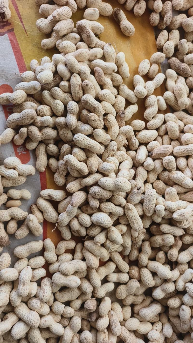 海花原味花生/带壳熟花生/2025新花生大量上市/