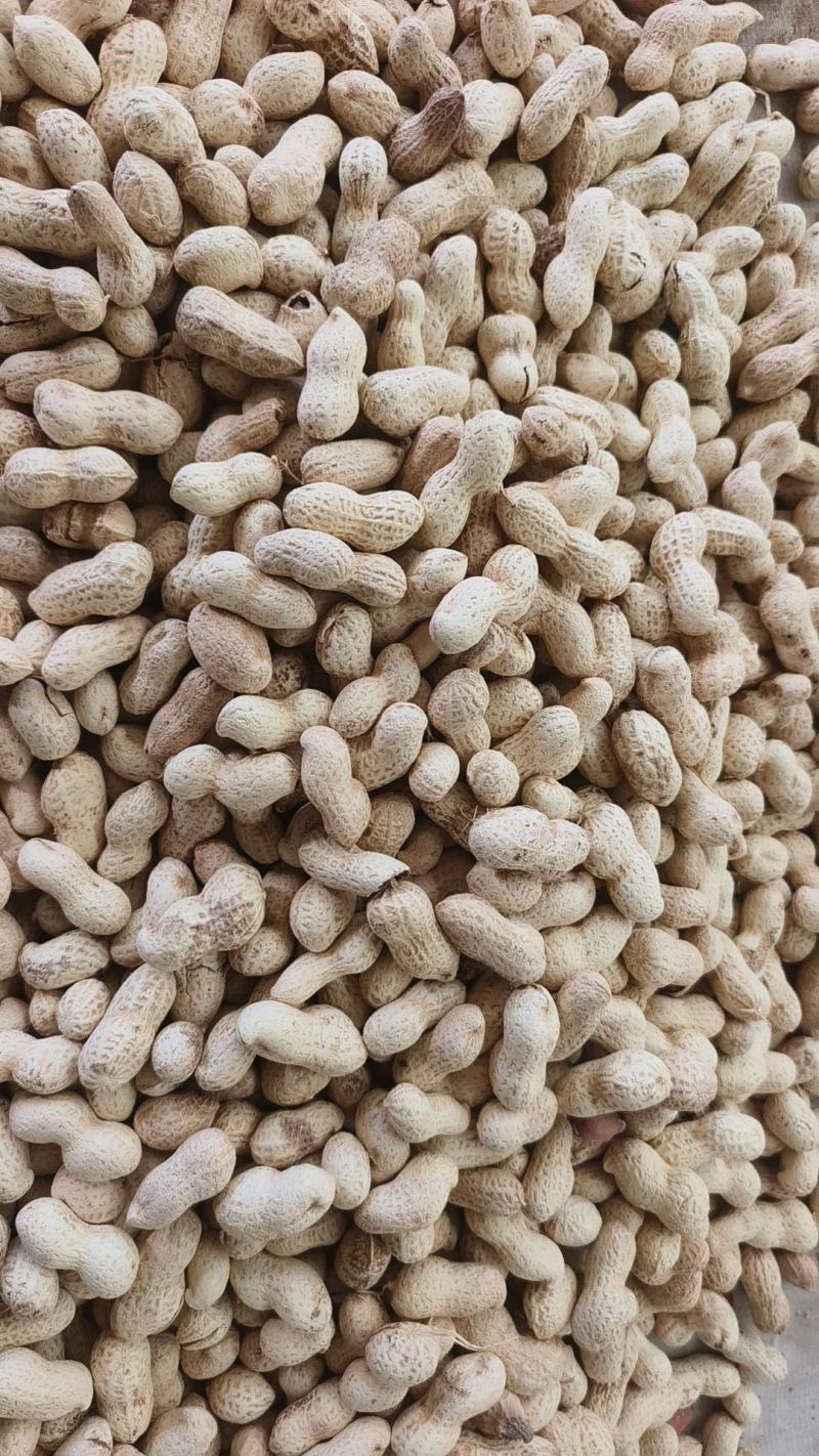 海花原味花生/带壳熟花生/2025新花生大量上市/