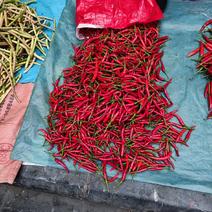 大量红辣椒出售。