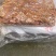 牛圆肠40斤装新鲜冷冻牛肠商用餐饮牛肠半熟牛小肠牛大肠