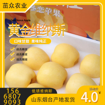 维纳斯黄金60.65精品大量供货大学生创业自有果园