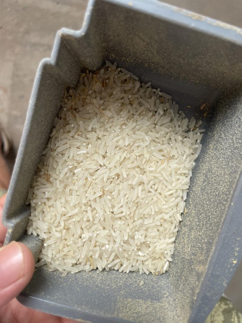 2023新稻谷野香优莉丝，杂质少出米率64