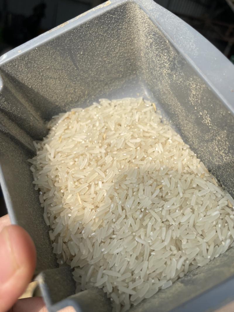 2023新稻谷野香优莉丝，杂质少出米率64