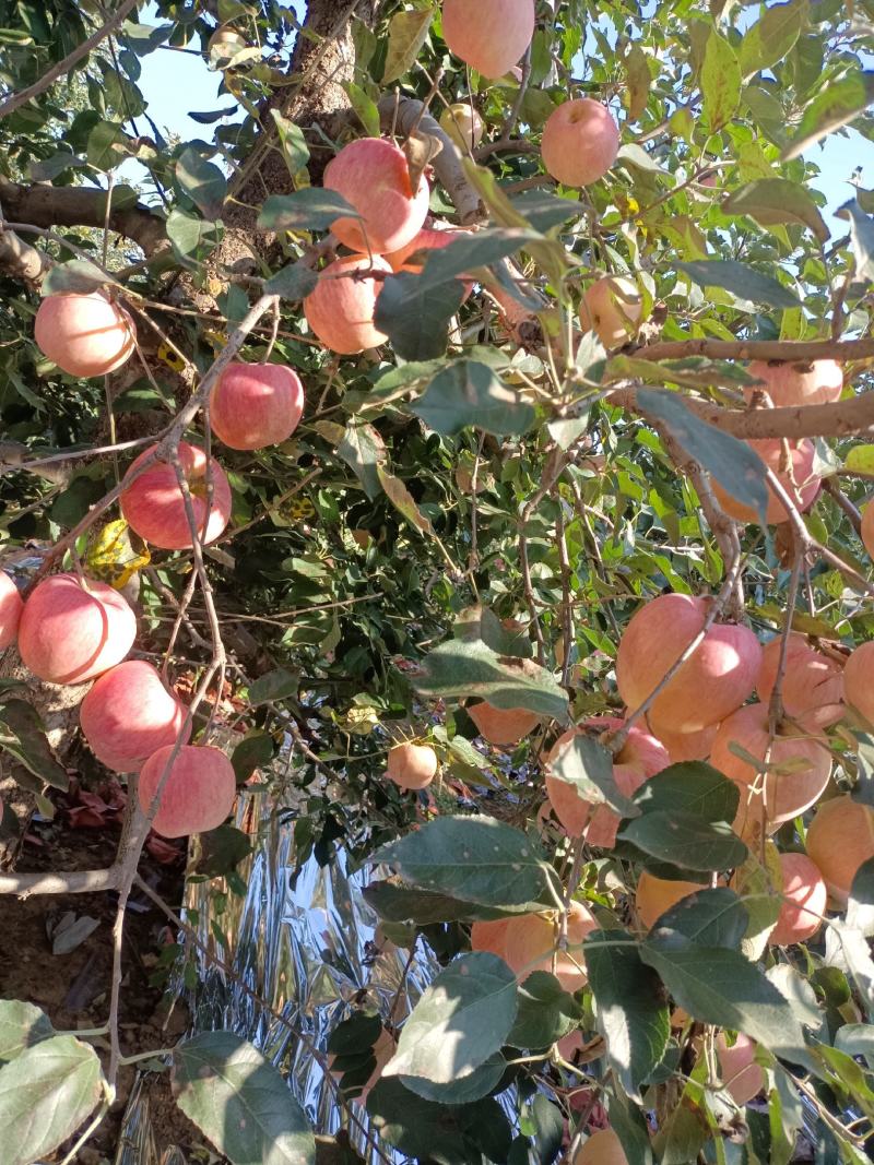 寒富士苹果