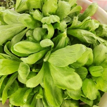 精品大叶茼蒿常年有货量大