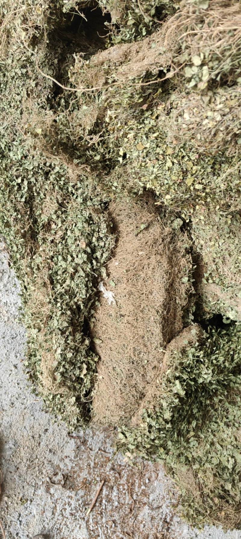 水洗马蹄金铜钱草