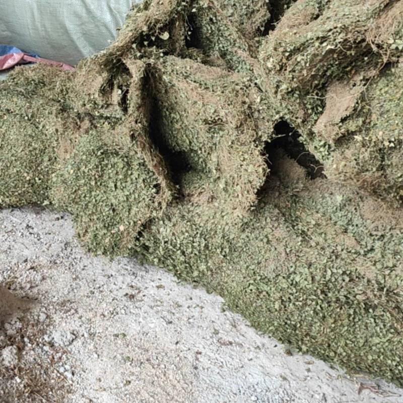 水洗马蹄金铜钱草