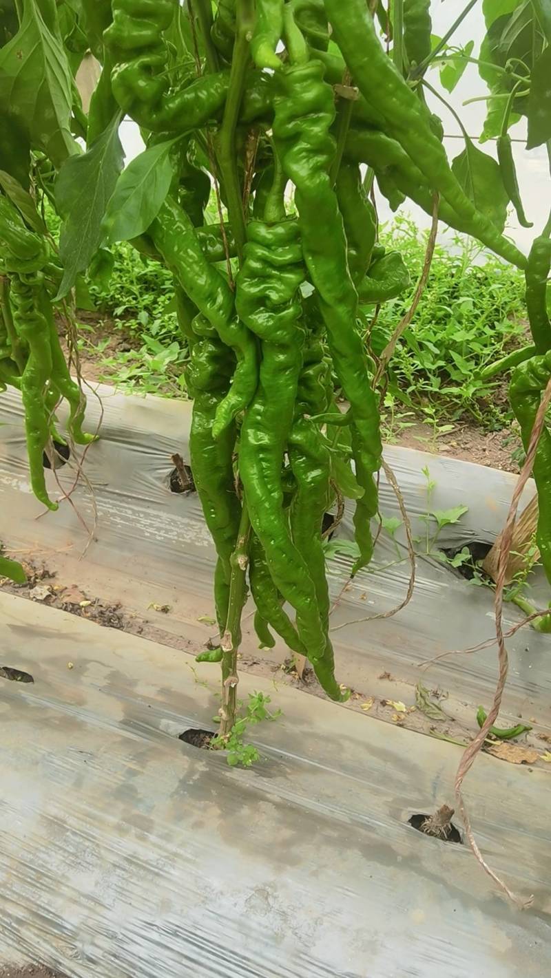 精品软皮螺丝椒辣椒大量有货产地直发品质好耐运输价格实惠